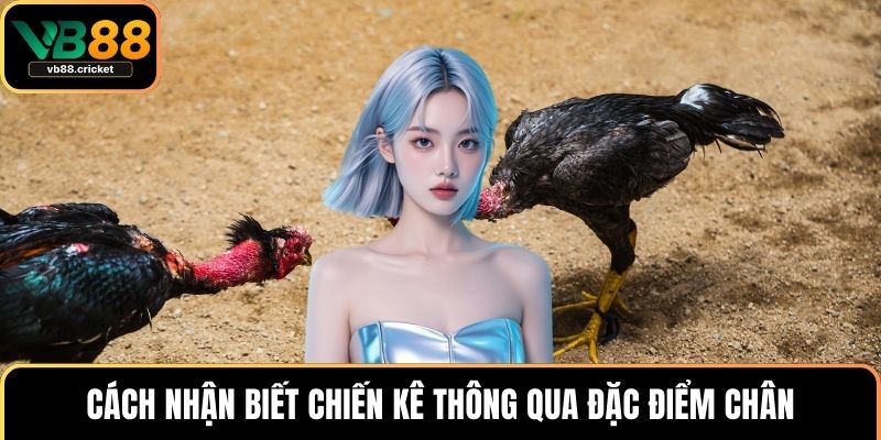 Cách nhận biết chiến kê thông qua đặc điểm chân