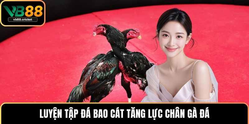 Luyện tập đá bao cát tăng lực chân gà đá