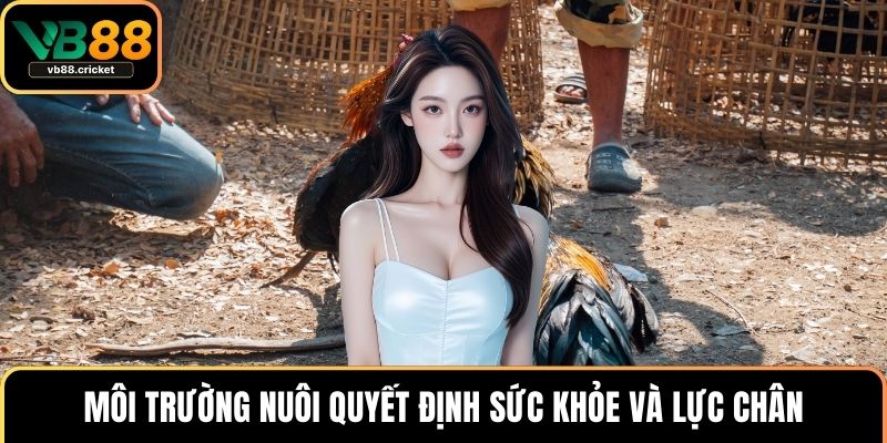 Môi trường nuôi quyết định sức khỏe và lực chân