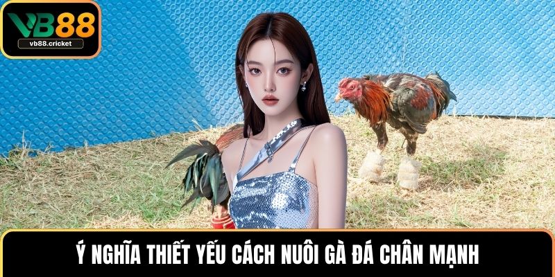 Ý nghĩa thiết yếu cách nuôi gà đá chân mạnh